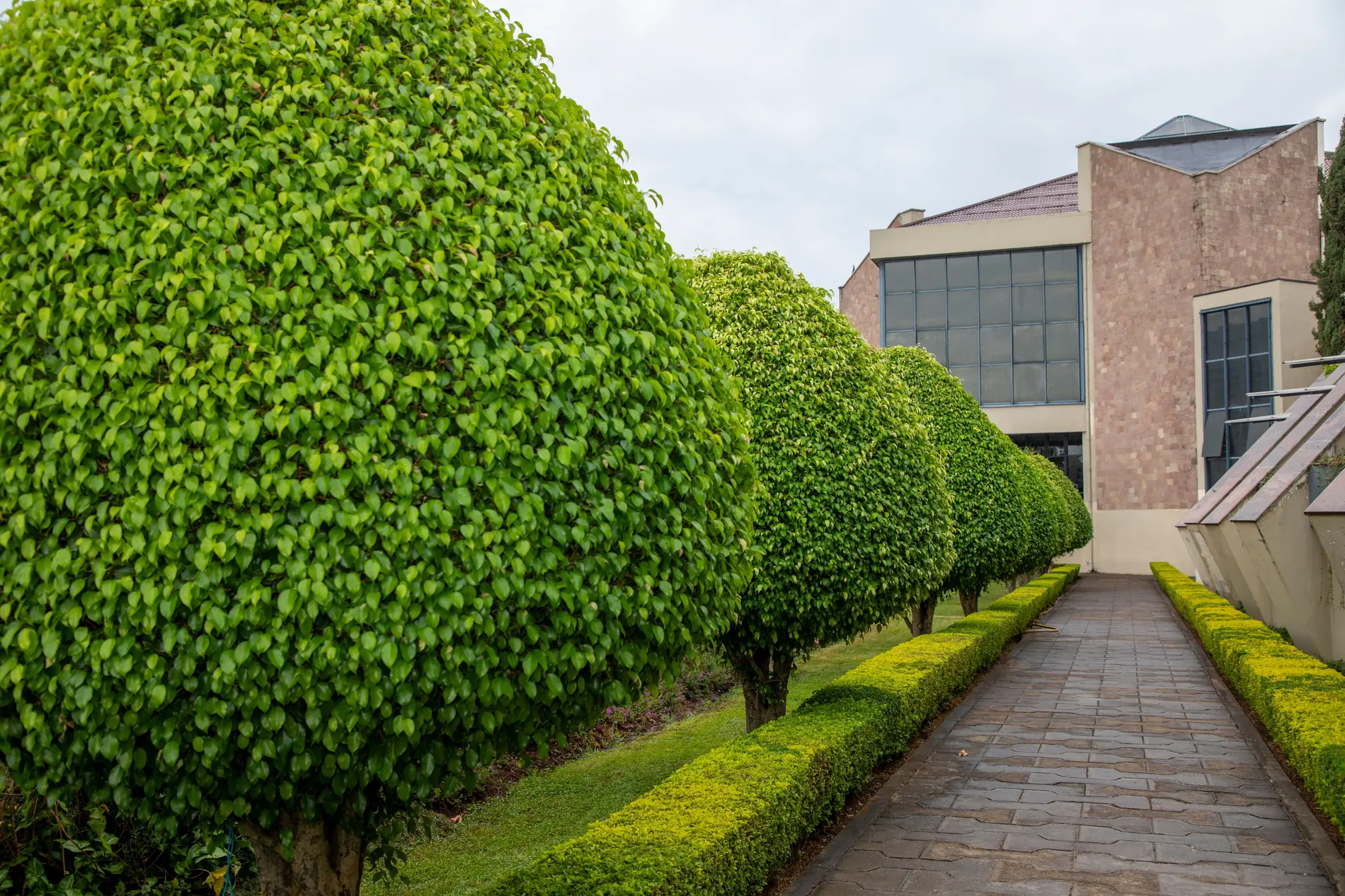 Hedge Trimming & Shaping by Everyday Trees