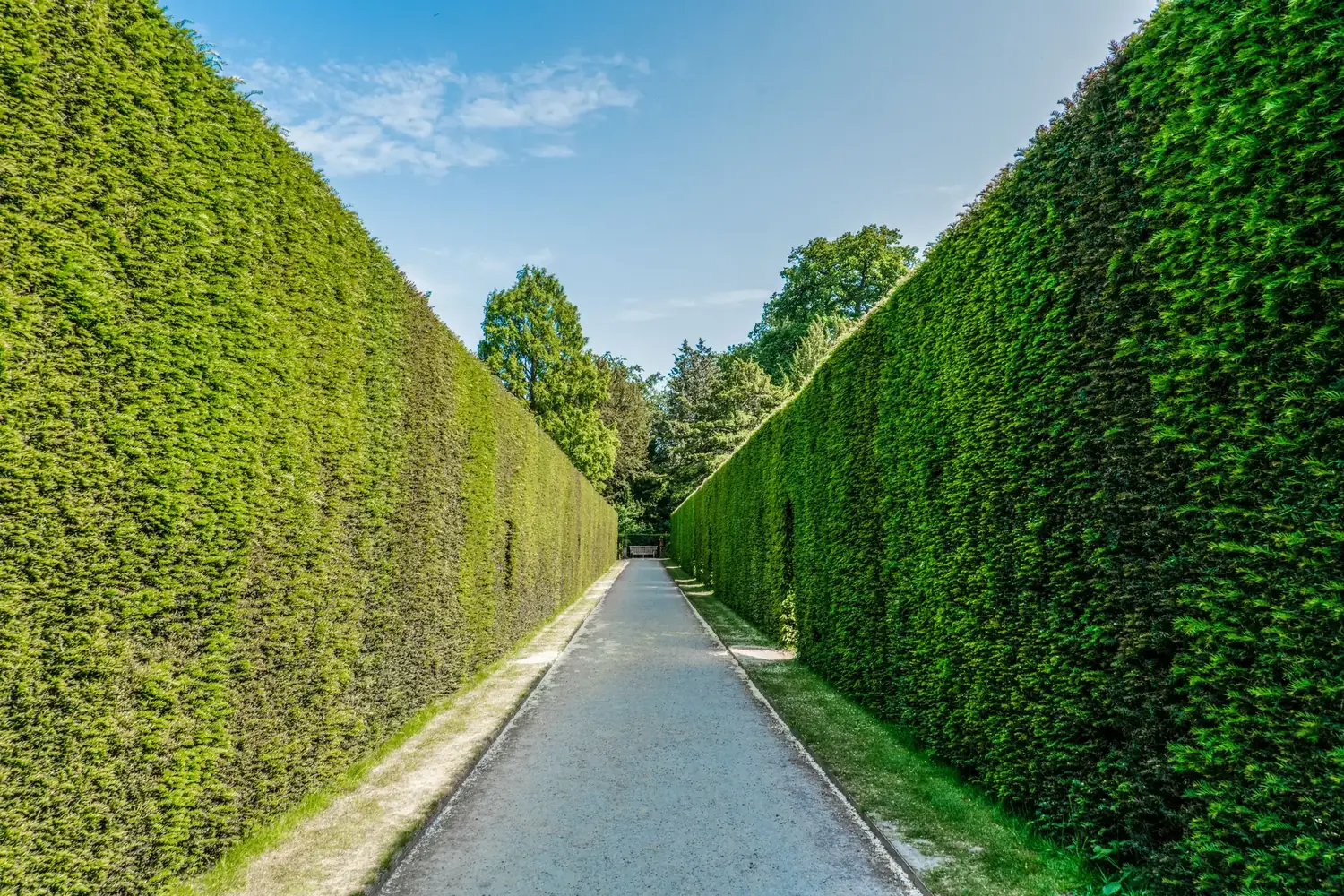 An avenue of tall hedges trimmed to a perfectly even line under a clear sky