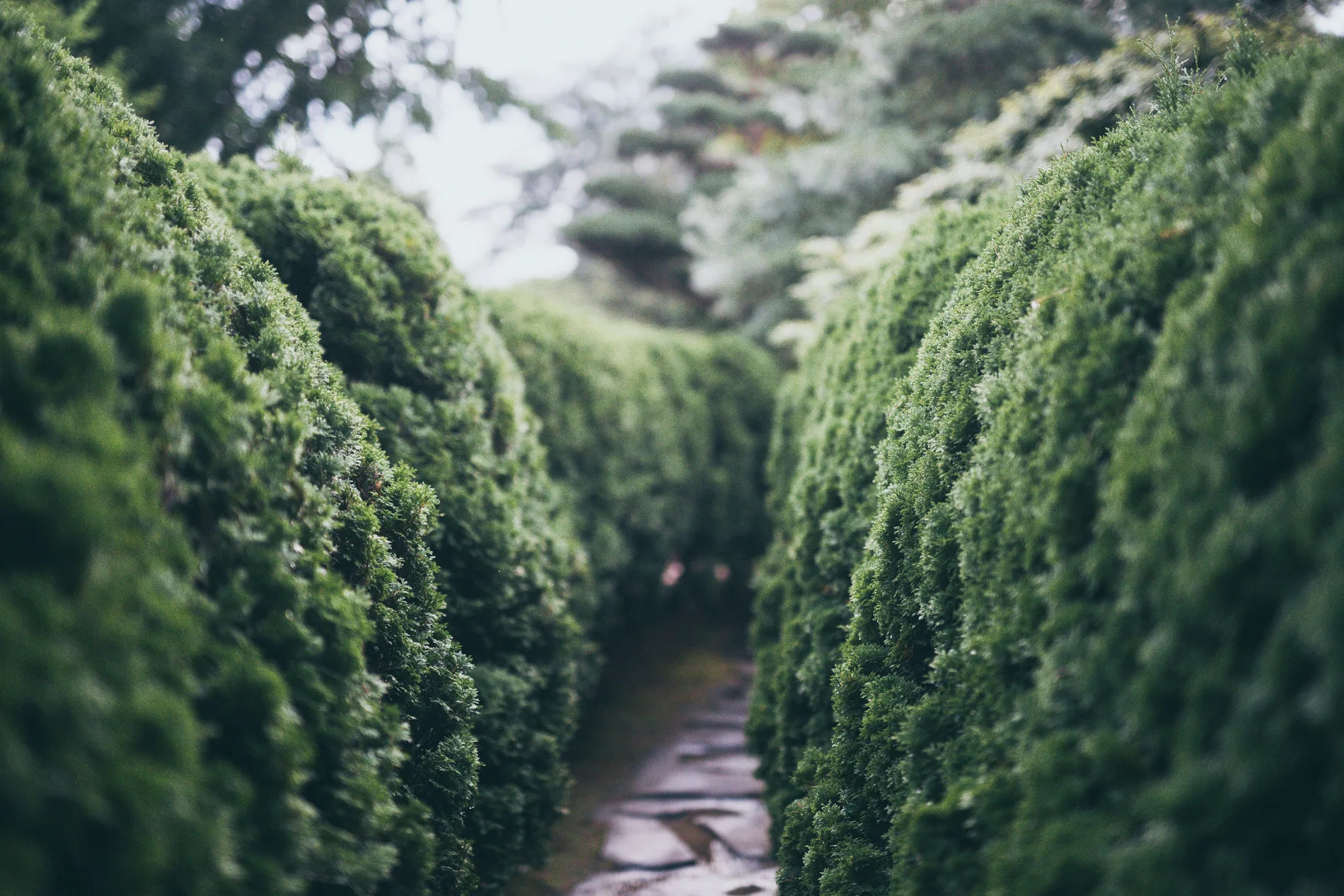 A curved, sculpted hedge run kept tidy, dense and clean